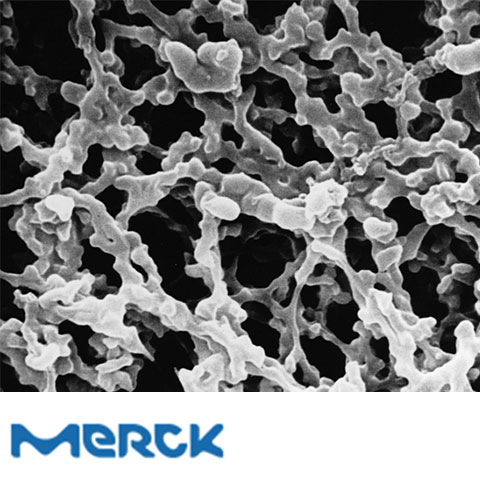MF-Millipore Membrane Filter Mixed Cellulose Esters 47 mm Hydrophilic 0.22 µm White Plain 100 Merck