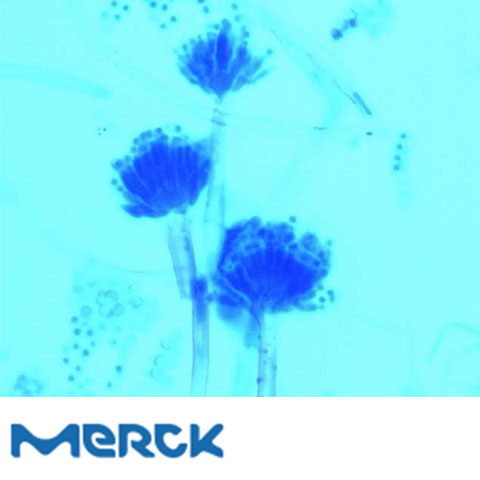 Lactophenol Blue Solution For Staining Fungi Merck