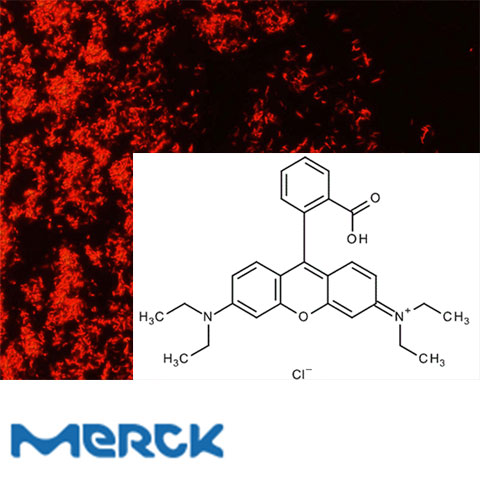 Rhodamine B (C.I.45170) For Microscopy Merck