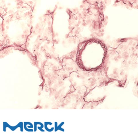Orcein For Microscopy Certistain Merck
