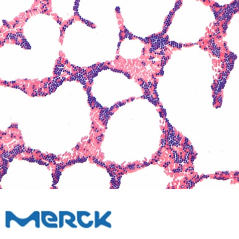 Gram-Color Stain Set For The Gram Staining Method Merck
