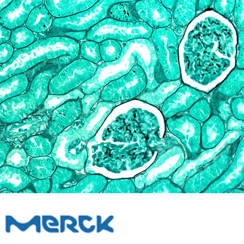 Entellan New For Microscopy Merck
