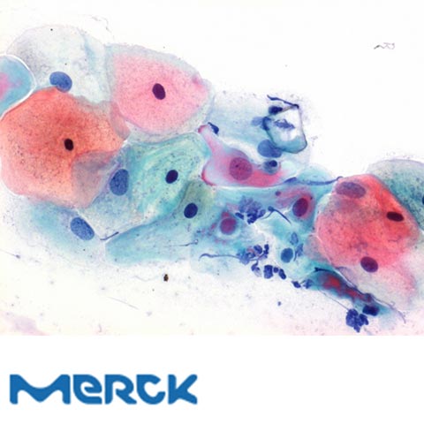 Papanicolaous Solution 3b Polychromatic Solution EA 50 For Cytological Cancer and Cycle Diagnosis Merck