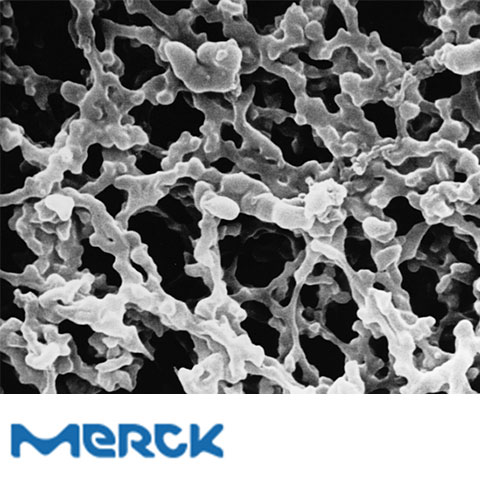 MF-Millipore Membrane Filter mixed cellulose esters Hydrophilic 1.2 µm 47 mm white gridded 100 Merck