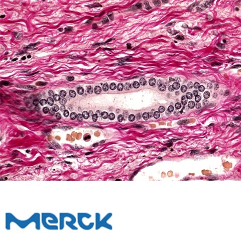 Fuchsin Acid (C.I. 42685) For Microscopy Certistain Merck